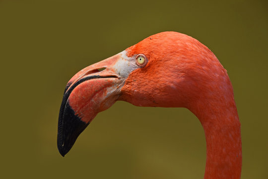 Fototapeta Close up side profile portrait of pink flamingo