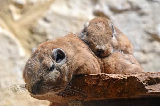 Ctenodactylidae Gambar Telusuri 1 Foto, Vektor, dan Video Stok