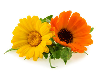 Calendula. Marigold flower with leaves isolated on white