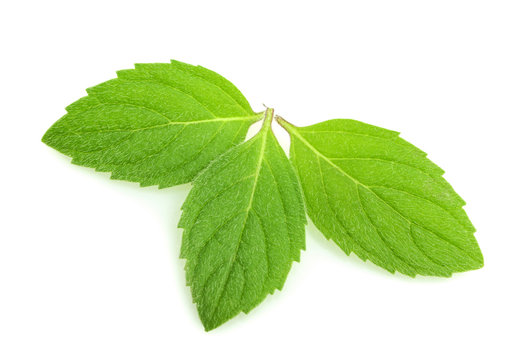 mint leaves isolated
