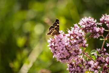 A butterfly drinks nectar from a flower