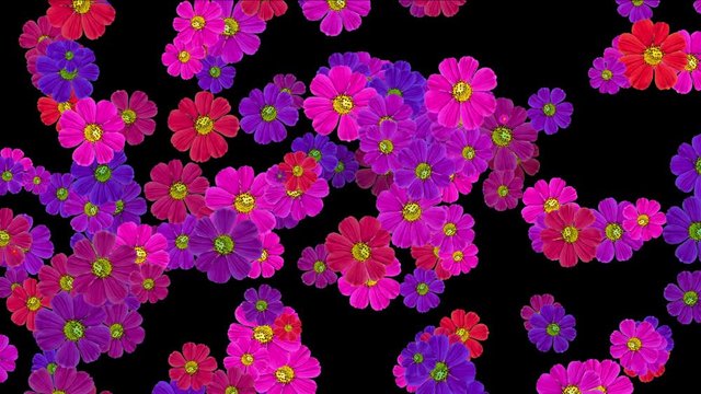 4k purple daisy wedding background,wildflower flowers plants bloom pattern,life vitality backdrop.