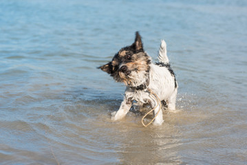 Hund sch&uuml;ttelt Wasser ab - Reinrassiger Jack Russell Terrier 2 Jahre alt - tricolor und rauhaarig