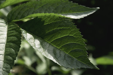 close up of green leaf texture