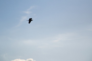 Bird fly with sky background.