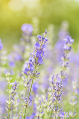 Lavender flower blooming scented field close up. Bright natural background with sunny reflection. 
