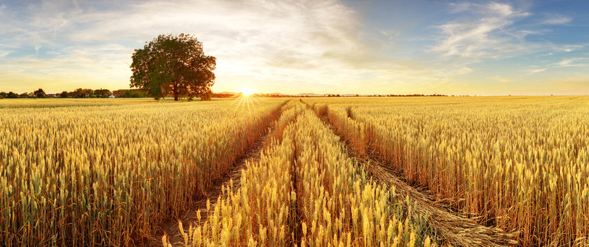 Gold Wheat flied panorama with tree at sunset, rural countryside © TTstudio