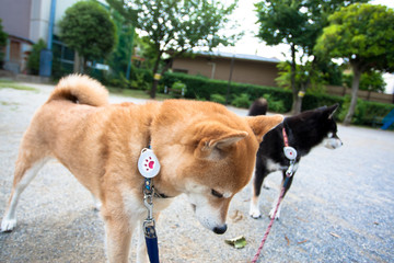 柴犬　shibainu