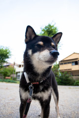 柴犬　shibainu