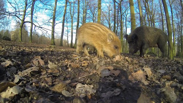Wildschweine, neugieriger Frischling, Weitwinkel, Gopro