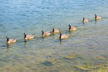 Geese Swimming on a Lake