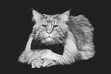 Beautiful maine coon cat with bow tie