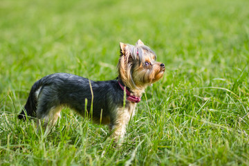 Сlose up portrait of pretty sweetl little dog Yorkshire terrier