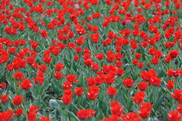 Field of tulips. - 163618729