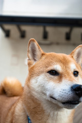 柴犬　shibainu
