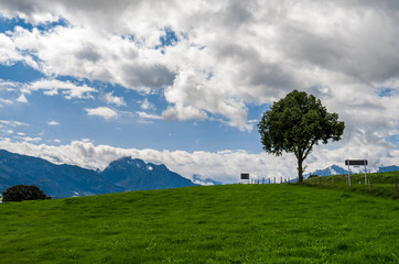 Lonely tree on the slope of the hill under large clouds