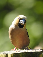 Beautiful male hawfinch