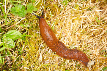 Brown slug in the grass.