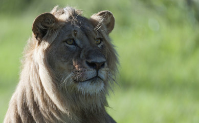 Lion looking right with bright eyes and whiskers in sun and green background. Masai Mara, Kenya, Africa