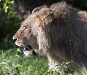 Majestic Lion's head going left with morning sun shining on his face and mane glistening in the sun. Masai Mara, Kenya, Africa