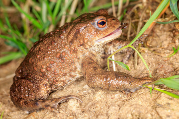 European toad