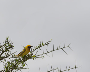Yellow bird, ( Ploceidae ), sitting high on green branch, looking right, with grey sky in background, Masai Mara, Kenya, Africa