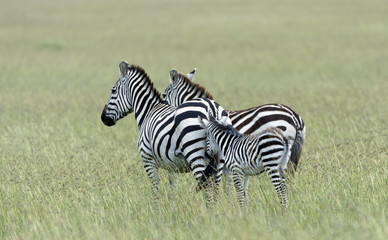 Baby zebra and parents in green field, bay with fluffy baby fur. Baby nudging mother from behind, backs to camera, Masai Mara, Kenya, Africa