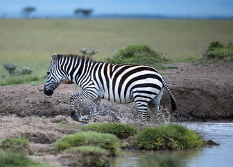 Fototapeta na wymiar Young Zebra getting out of waterhole, looking left, with splashing water at feet. Masai Mara, Kenya, Africa