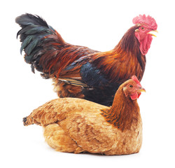 Red rooster and hen.