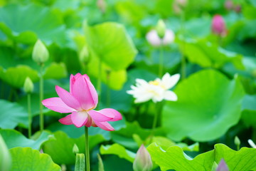 활짝 피어 있는 연 꽃 (View of a blooming lotus flower over leaves)