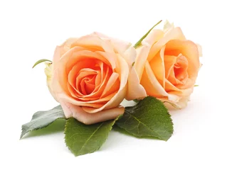 Washable wall murals Roses Orange roses.