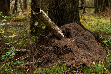ant hill in forest