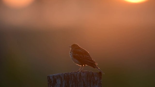 Wiesenpieper singt sein Lied am Morgen, Juni