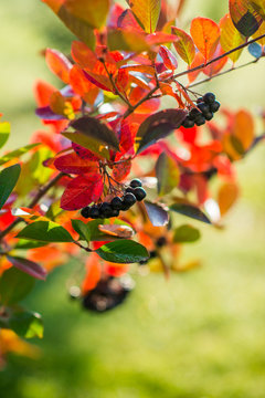 black ash berries