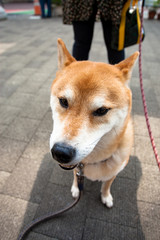 柴犬　shibainu
