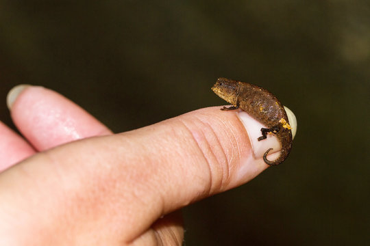Tiny Chameleon (pres. Peyrieras pygmy chameleon, Brookesia peyrierasi) on the island of Nosy Mangabe, part of the Masoala National Park