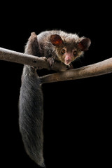 Fototapeta premium Aye-aye (Daubentonia madagascariensis), piękny nocny lemur na Madagaskarze, odizolowany na czarnym tle