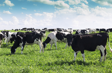 Funny cows grazing on field