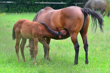 Obraz premium breast-feeding of young foals