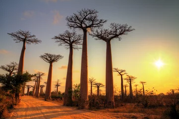 Fotobehang Mooie Baobab-bomen bij zonsondergang aan de laan van de baobabs in Madagascar © dennisvdwater
