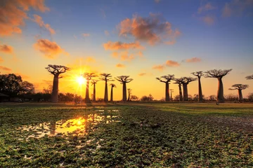 Poster Beautiful Baobab trees at sunset at the avenue of the baobabs in Madagascar © dennisvdwater