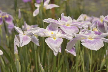 五月晴という名の花菖蒲