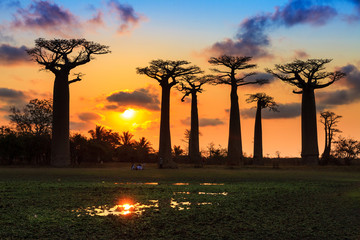 Obraz na płótnie Canvas Beautiful Baobab trees at sunset at the avenue of the baobabs in Madagascar