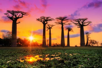  Mooie Baobab-bomen bij zonsondergang aan de laan van de baobabs in Madagascar © dennisvdwater