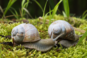 Zwei Weinbergschnecken im Wald Ã¼ber Moos kriechend
