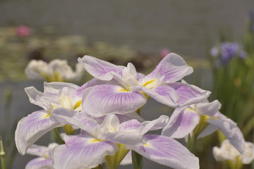 五月晴という名の花菖蒲