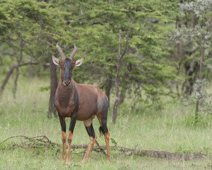 Tsessebe, (Damaliscus lunatus lunatus), antelope, looking at camera, standing in green grass with trees in back ground, Masai Mara, Kenya, Africa