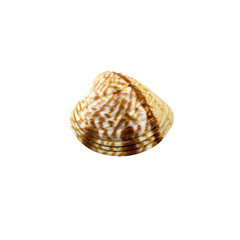 Beautiful sea shell,Chione paphia, isolated on white background For posters, sites, business cards, postcards, interior design, labels and stickers.