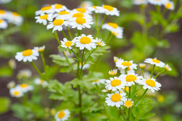 Plant of white chamomiles on sunny day in the garden