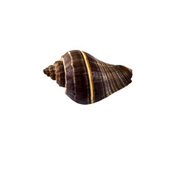 Beautiful sea shell,turbinella angulata, isolated on white background For posters, sites, business cards, postcards, interior design, labels and stickers.